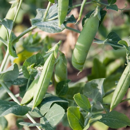 Pea Protein