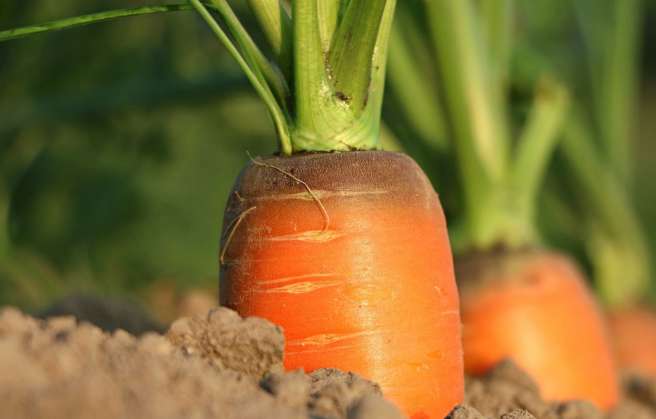 Carrot