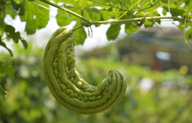 Bitter Gourd