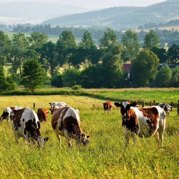 Cows in a field