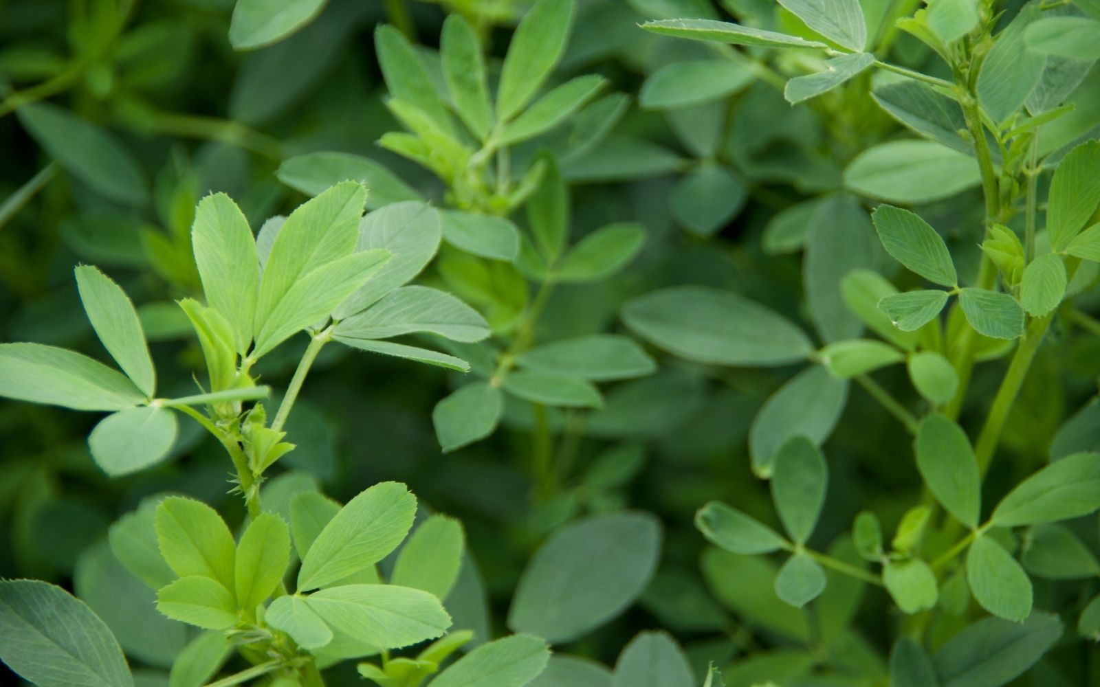 Alfalfa