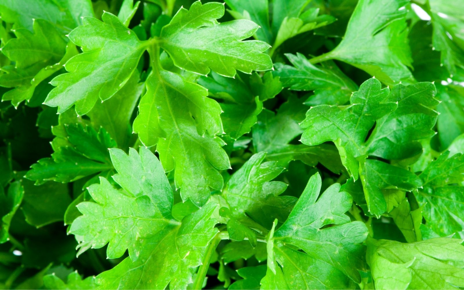 Parsley
