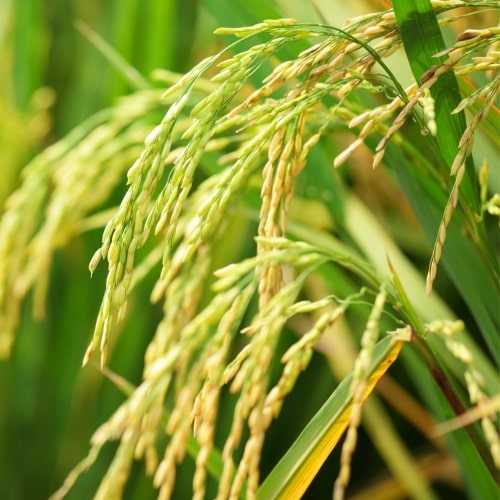 Brown Rice Protein