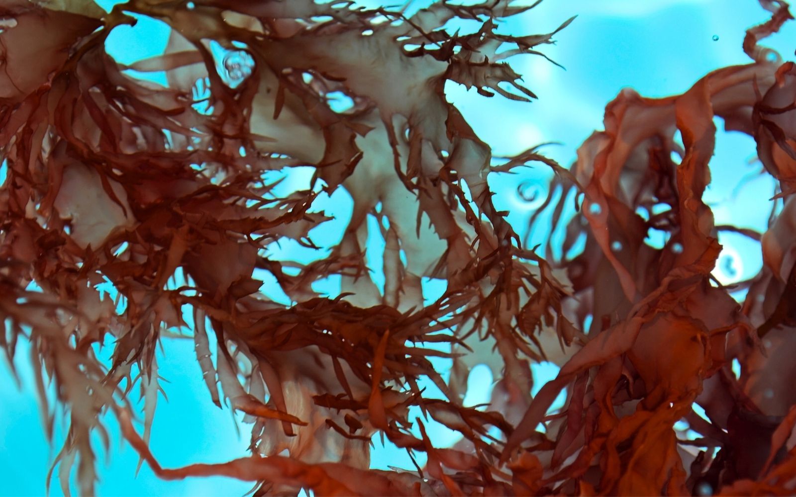 Dulse