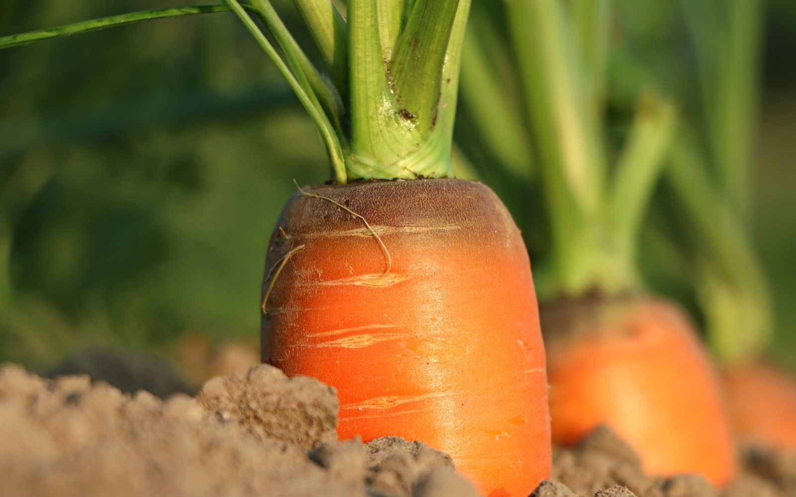 Carrot