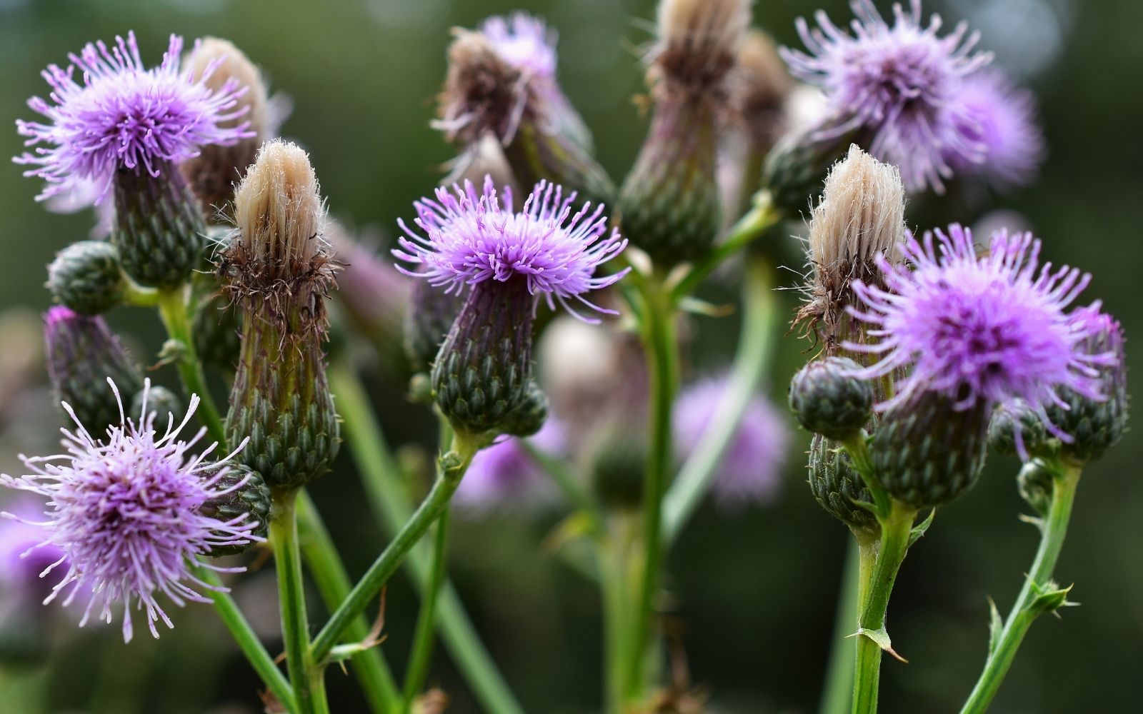 Milk thistle