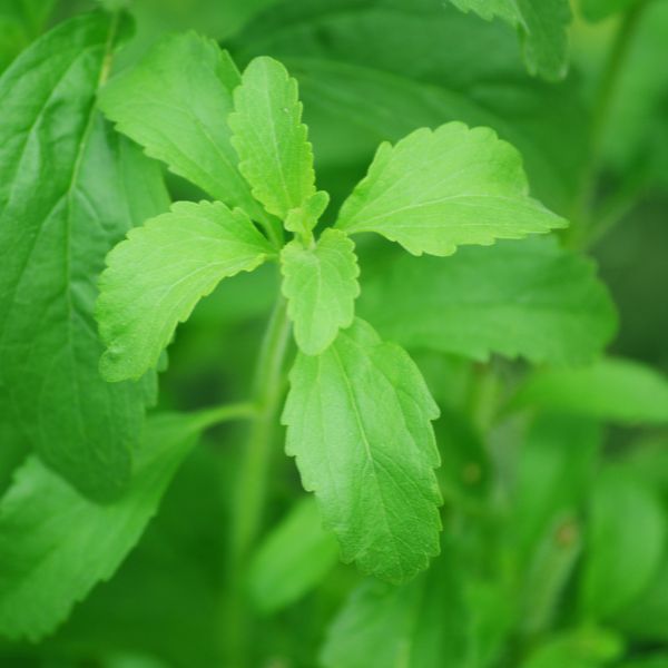 Stevia Leaf